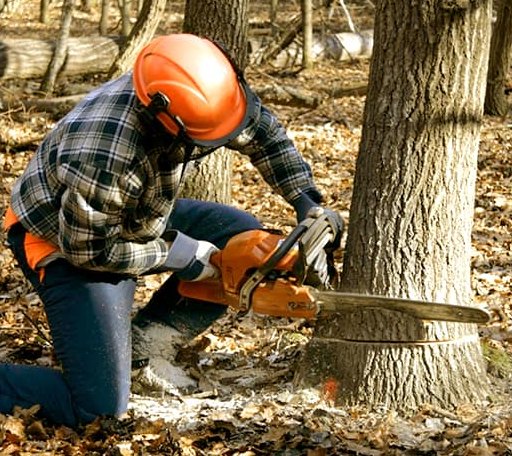 Tree Removal in Mesa, WA